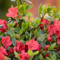 426_10036_Rhododendron_x_obtusum__Geisha_Orange_rododendron.jpg