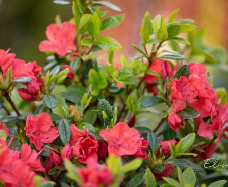 426_10036_Rhododendron_x_obtusum__Geisha_Orange_rododendron.jpg