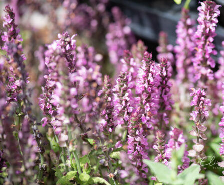 Salvia x nemorosa `Deep Rose` mets-salvei (2)