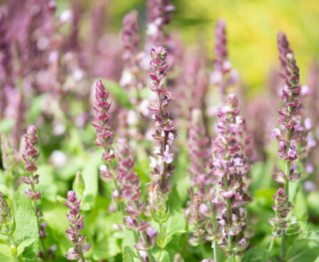 Salvia x nemorosa `Deep Rose` mets-salvei (1)