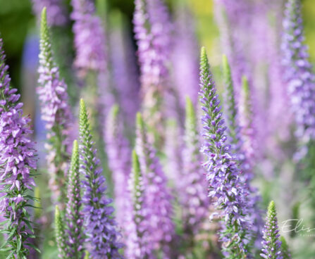 Veronica spicata `Moody Blues Mauve` kassisaba (1)
