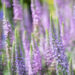 Veronica spicata `Moody Blues Mauve` kassisaba (1)