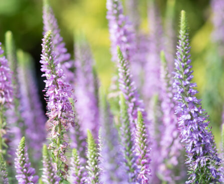 Veronica spicata `Moody Blues Mauve` kassisaba (2)