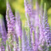 Veronica spicata `Moody Blues Mauve` kassisaba (2)