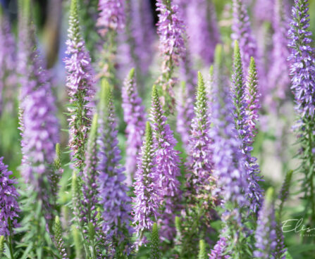 Veronica spicata `Moody Blues Mauve` kassisaba (3)