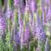 Veronica spicata `Moody Blues Mauve` kassisaba (3)