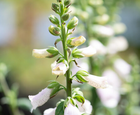 Digitalis purpurea `Panther` sõrmkübaralill