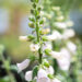 Digitalis purpurea `Panther` sõrmkübaralill