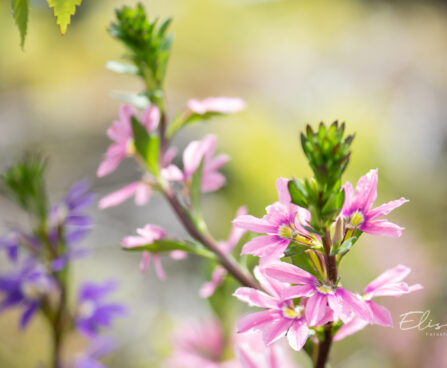 Scaevola `Blessing Pink` tiiviklill