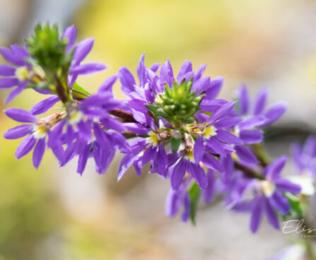 Scaevola tiiviklill