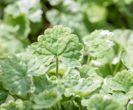 Glechoma hederacea `Variegata` maajalg