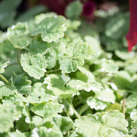 Glechoma hederacea `Variegata` maajalg (2)