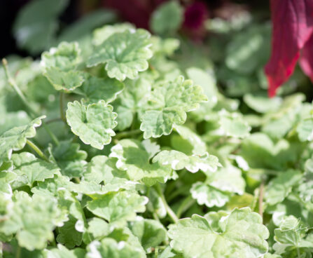 Glechoma hederacea `Variegata` maajalg (2)