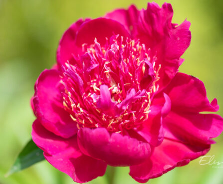 Paeonia lactiflora `Red Spider` pojeng