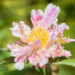 Paeonia lactiflora `Pink Spritzer` pojeng (1)