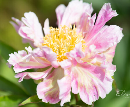 Paeonia lactiflora `Pink Spritzer` pojeng (2)