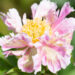Paeonia lactiflora `Pink Spritzer` pojeng (2)