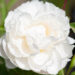 Paeonia lactiflora `Gardenia` pojeng