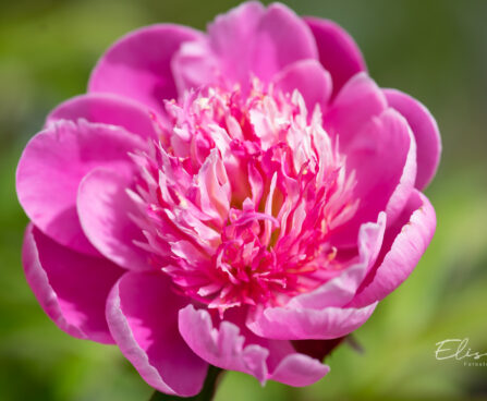 Paeonia lactiflora `Belleville` pojeng