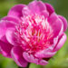 Paeonia lactiflora `Belleville` pojeng