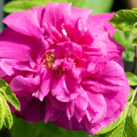 Rosa rugosa `Hansa` kurlehine roos