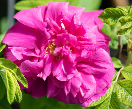 Rosa rugosa `Hansa` kurlehine roos