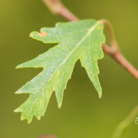 Betula pendula `Crispa` arukask