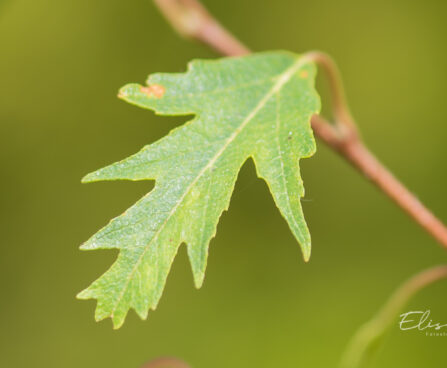 Betula pendula `Crispa` arukask