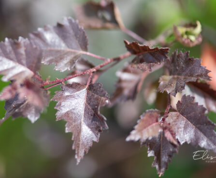 Betula `Crimson Frost` kask