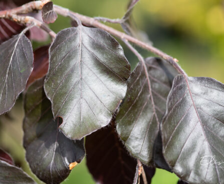 Fagus sylvatica `Purple Fountain` harilik pöök