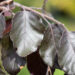 Fagus sylvatica `Purple Fountain` harilik pöök