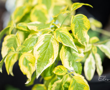 Cornus alternifolia `Golden Shadows` kallas-kontpuu (1)