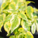Cornus alternifolia `Golden Shadows` kallas-kontpuu (1)