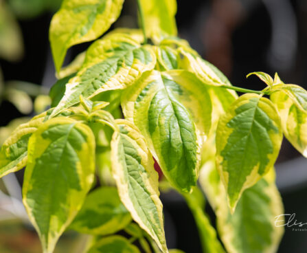 Cornus alternifolia `Golden Shadows` kallas-kontpuu (2)