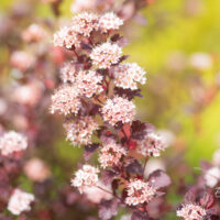 Physocarpus opulifolius `Little Joker` põisenelas