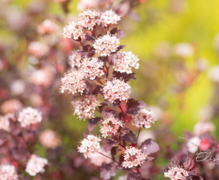 Physocarpus opulifolius `Little Joker` põisenelas