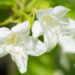 Weigela praecox `Candida` veigela