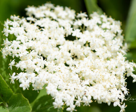 Sambucus nigra `Obelisk` must leeder