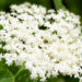 Sambucus nigra `Obelisk` must leeder