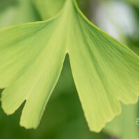 Ginkgo biloba hõlmikpuu