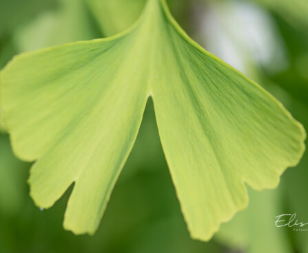 Ginkgo biloba hõlmikpuu