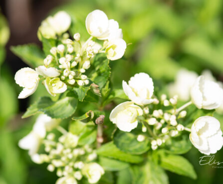 Hydrangea `Runaway Bride` hortensia