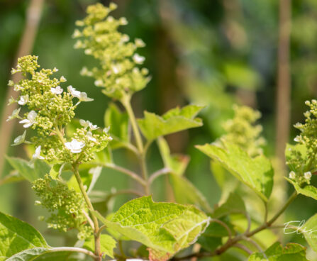 Hydrangea quercifolia tammelehine hortensia (1)