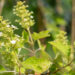 Hydrangea quercifolia tammelehine hortensia (1)