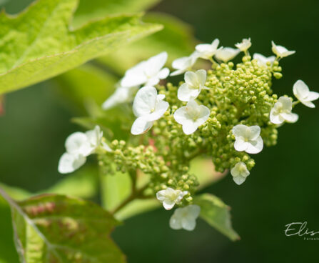 Hydrangea quercifolia tammelehine hortensia (2)