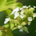 Hydrangea quercifolia tammelehine hortensia (2)