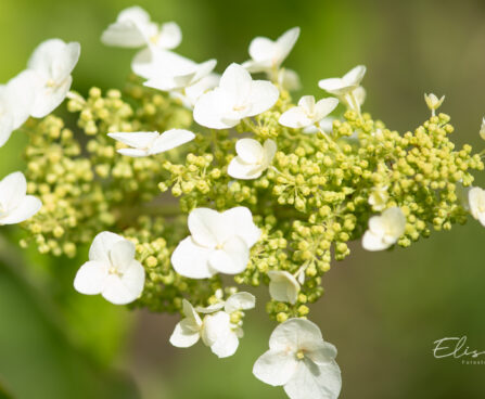 Hydrangea quercifolia tammelehine hortensia (3)