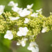 Hydrangea quercifolia tammelehine hortensia (3)