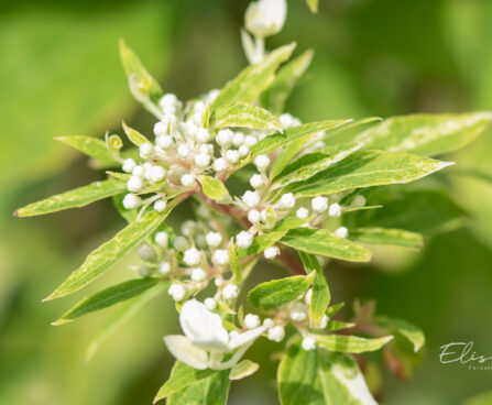 Hydrangea paniculata `Shikoku Flash` aed-hortensia (2)