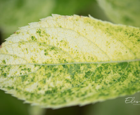 Hydrangea paniculata `Shikoku Flash` aed-hortensia (3)